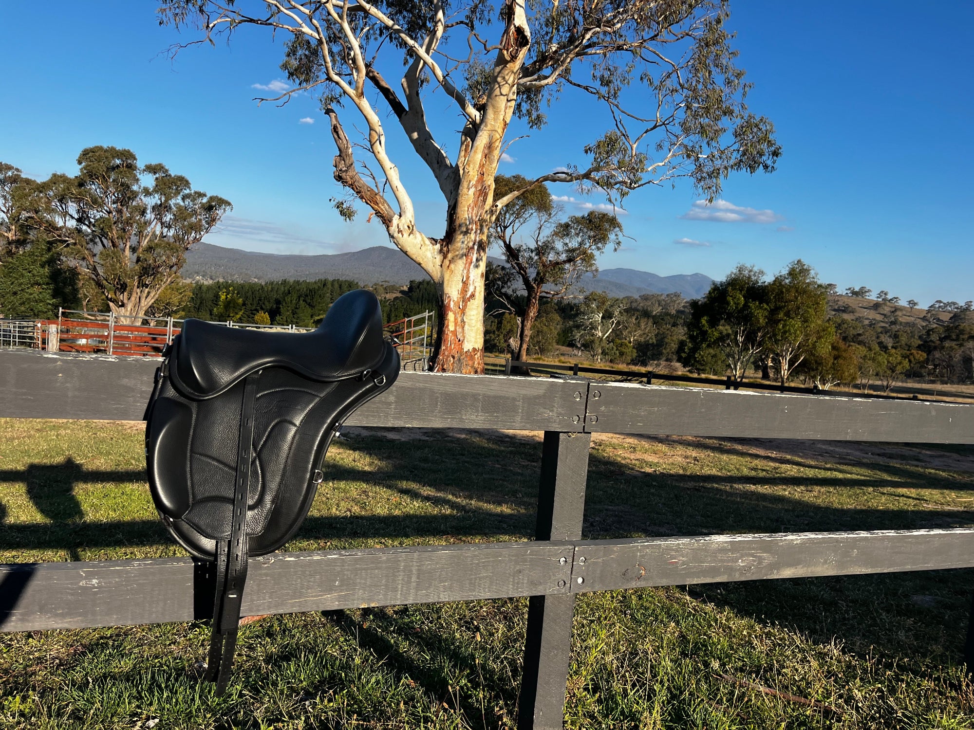 Treeless Saddles Australia Freeform