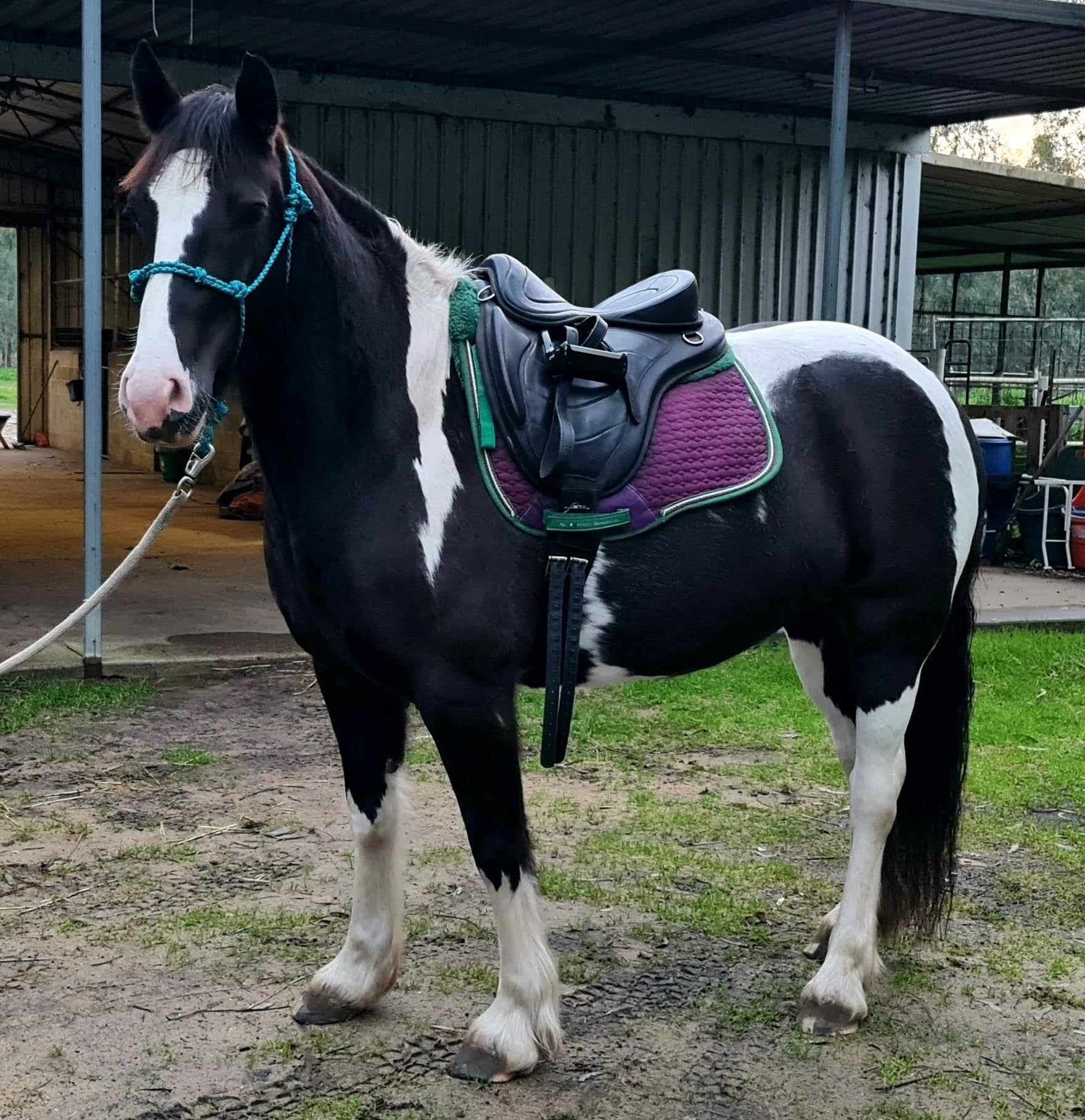 Freeform Classic Treeless Saddle - Freeform Saddles
