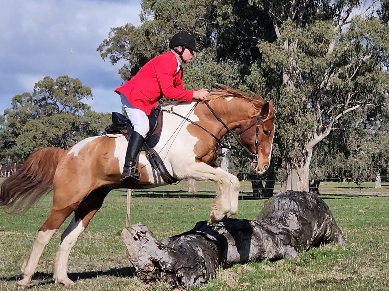 Freeform Jump GP - Freeform Saddles